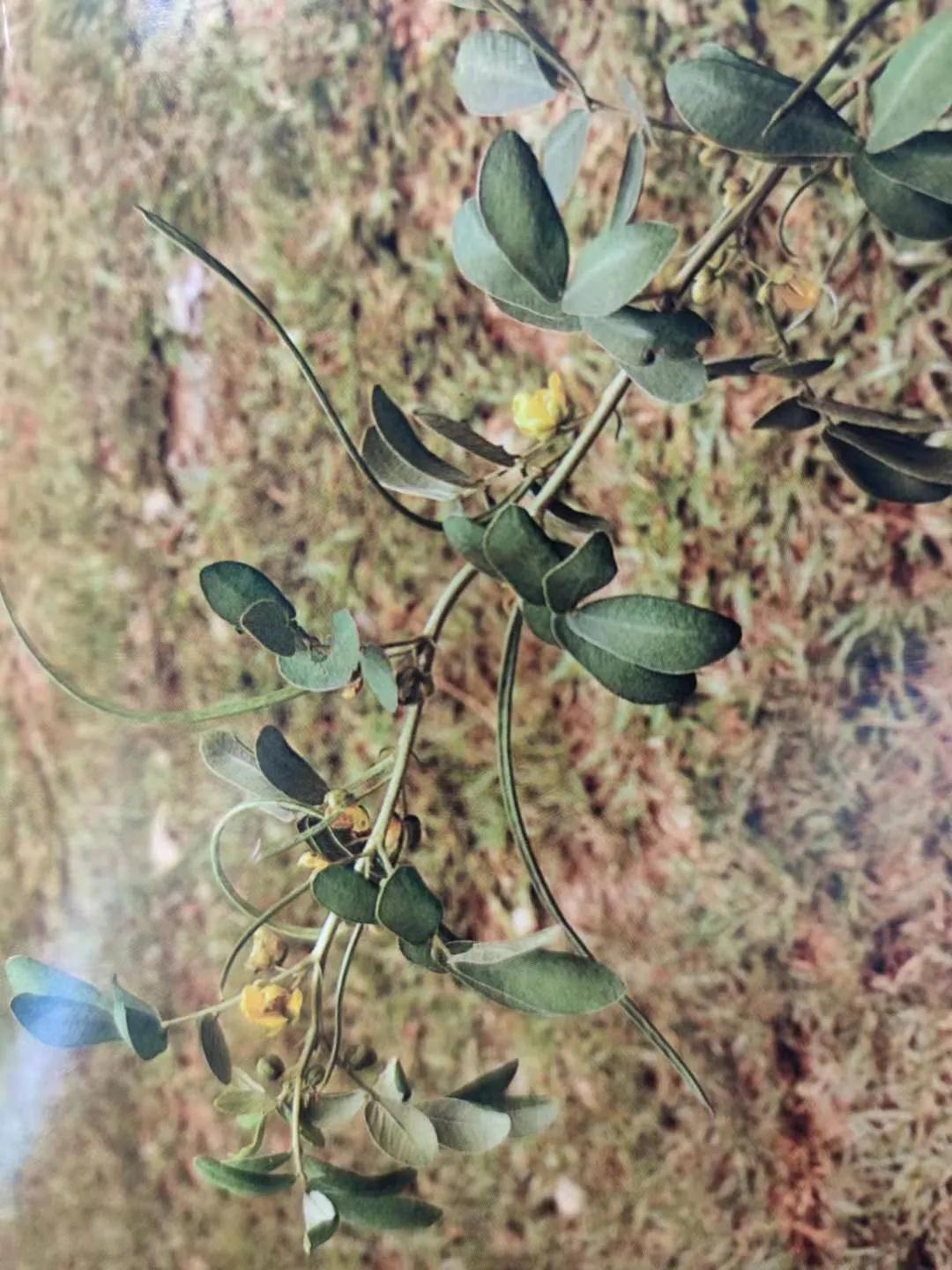 清肝明目、潤腸通便、降壓降膽固醇——決明子