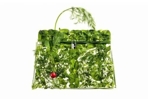 蔬菜界的“愛馬仕”會(huì)中毒致癌？